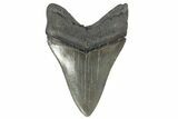 Serrated, 5.07" Fossil Megalodon Tooth - South Carolina - #202559-2